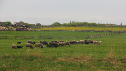 Sheep on a green meadow against a wooden fence ranch - rural landscape, livestock, agriculture