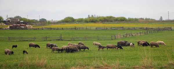 Fototapeta na wymiar Herd of sheep grazing on a green meadow outside the wooden fence of the village farm - country landscape, livestock, agriculture