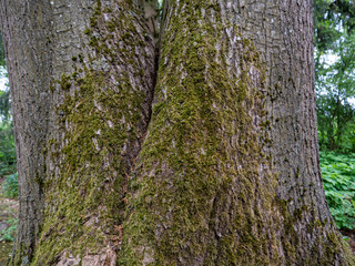 moss on a big tree