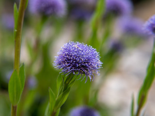 purple thistle flower in the garden