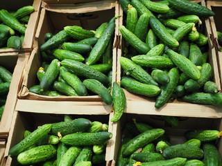 the bright green cucumbers are in ecological cardboard boxes in the supermarket