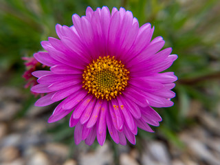 Obraz premium pink flower in the garden