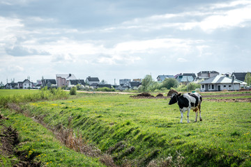 Black and white cow in the field. 