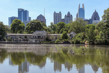 Fototapeta na wymiar Swan family swimming in the lake of Piedmont park in Atlanta and amazing cityscape and reflections in the water