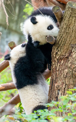 Two cute little pandas playing tree-climbing