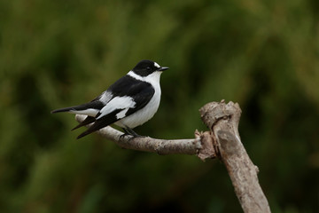 bird on a branch