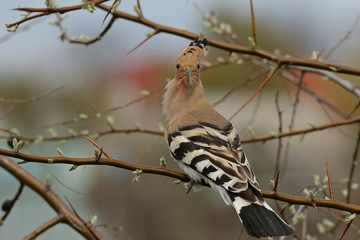 bird on a branch