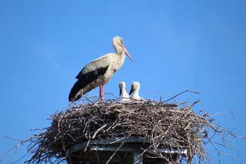 Storch im Nest