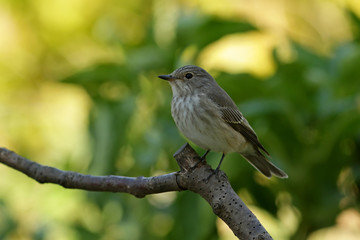bird on a branch