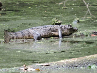 Krokodil im Wasser