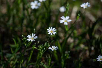 delicate white flowers