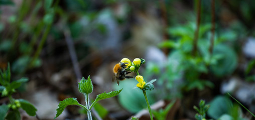 bee on flower