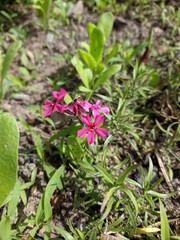 pink flower