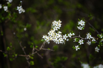 flowers are cherries