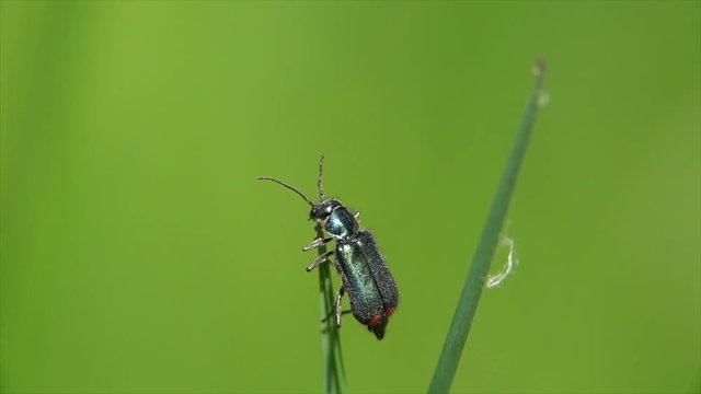 Zweifleckiger Zipfelk&auml;fer&nbsp;(Malachius bipustulatus) beim Bl&uuml;tenbesuch