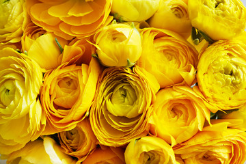 Macro shot of beautiful bouquet of yellow ranunculus flowers with visible petal texture structure....