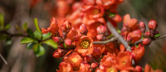 red flowers on the bush