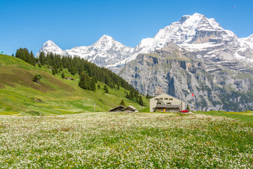 Spring landscape in the vicinity of Murren, Canton of Bern, Switzerland