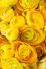 Macro shot of beautiful bouquet of yellow ranunculus flowers with visible petal texture structure. Close up composition with bright patterns of flower buds with a lot of copy space for text. Top view.