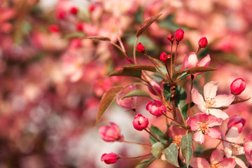 Obraz premium Gorgeous background with blooming coral cherry tree