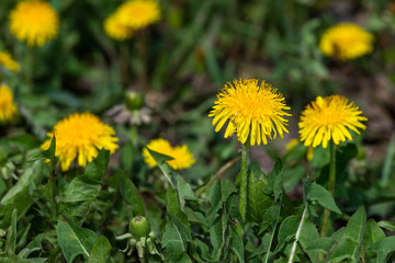 yellow dandelion