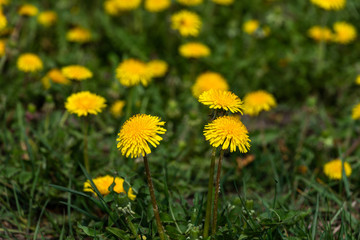 yellow dandelion