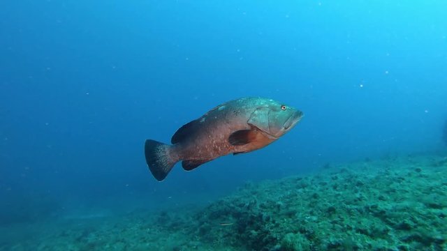 Marine life - Underwater grouper fish swimming near the camera