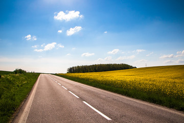 Naklejka premium Yellow agriculture field of rapeseed or oilseed rape (Brassica napus) in bloom by the road