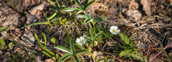 Potentilla alba