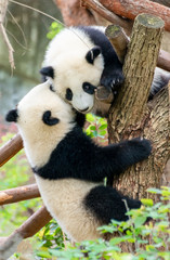 Obraz na płótnie Canvas Two cute little pandas playing tree-climbing