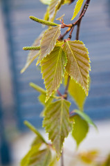 Young birch tree in bloom close-up