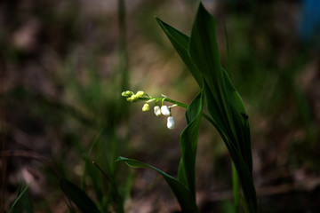 lily of the valley