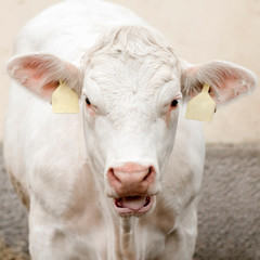 mooing white cow ox bullock
