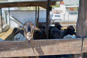 Goats on the farm outdoors