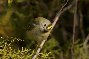bird on a branch