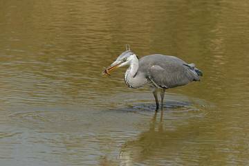 great blue heron in the water