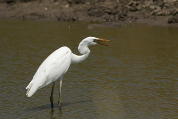 Naklejka premium great blue heron in the water