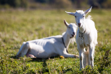 Obraz na płótnie Canvas Two white bearded goats grazing in green meadow grass on bright sunny summer day.