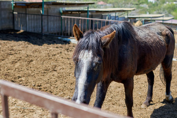Various horses  on the farm outdoors