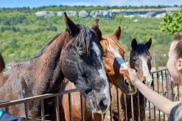 Fototapeta premium Various horses on the farm outdoors