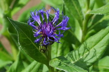 Blue flower head with purple center of Perennial Cornflower, also called Mountain Cornflower, latin name Centaurea Montana, sunbathing in spring sunshine 
