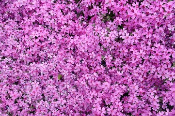  pink flowers background
