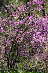 Fototapeta premium Flowering rhododendron bush