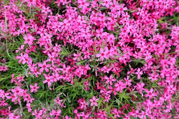  pink flowers background