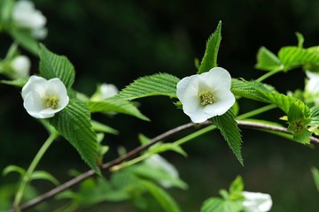 White flowers and serrated margin leaves of decorative shrub Rhodotypos Scandens, blooming during spring season.