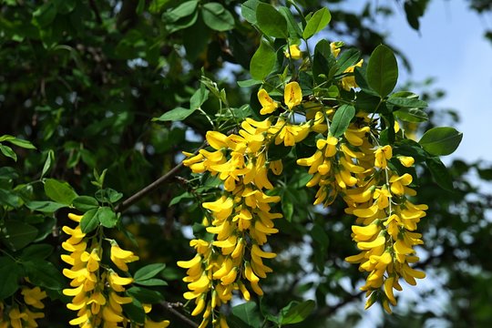 Yellow hanging flower cluster of Common Laburnum, also called latin name Laburnum Anagyroides, in spring daylight sunshine