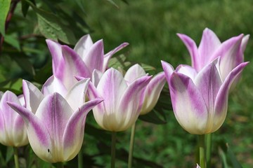 Lily-flowered tulip hybrid flowers Elegant Lady with lavender pink to white bicolored petals, afternoon sunshine