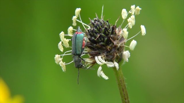 Zweifleckiger Zipfelk&auml;fer&nbsp;(Malachius bipustulatus) beim Bl&uuml;tenbesuch