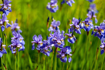 Iris sibirica.plants from botanical garden for catalog. Natural lighting effects. Shallow depth of field. Selective focus, handmade of nature. Flower landscape