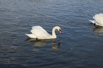 Schwan